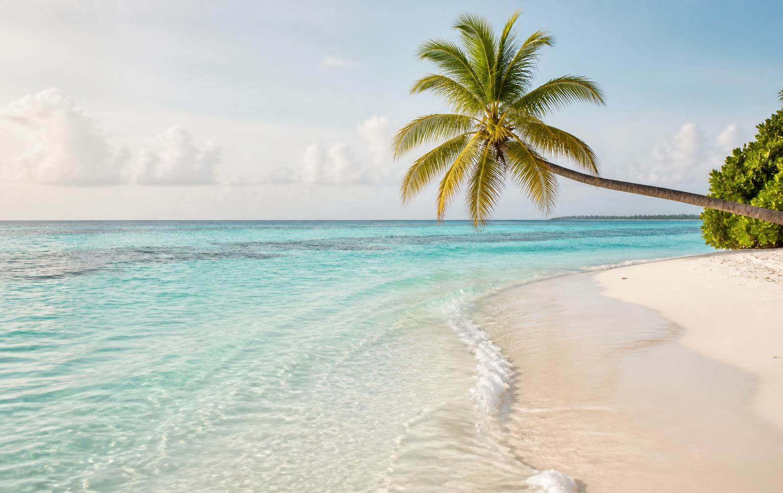 A palm tree leaning over a white-sand beach in the Maldives